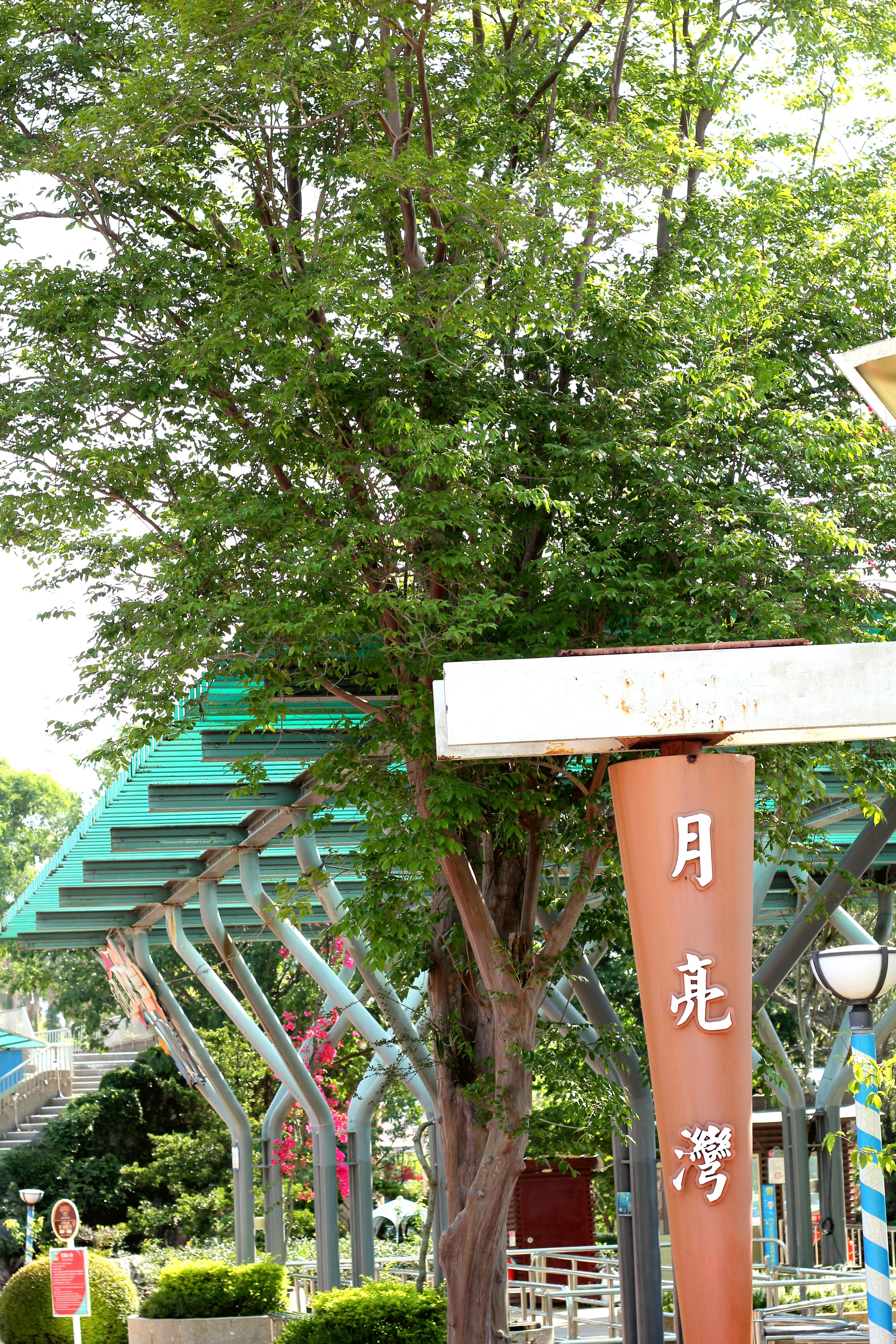 九芎